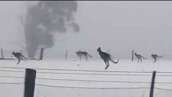 Leaping scenes of kangaroos