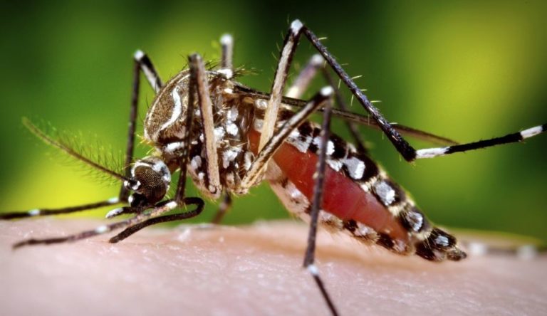 What is dengue