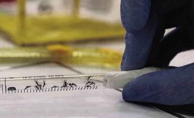 dengue infections