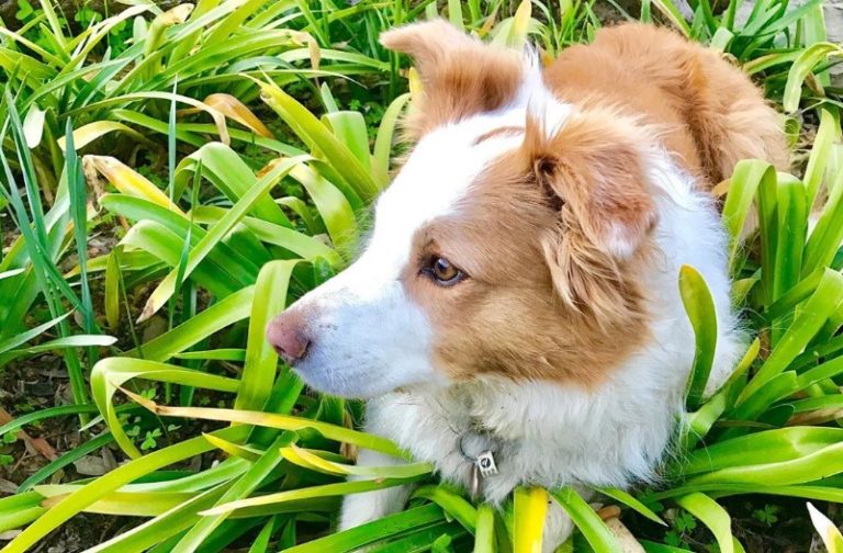 why do dogs smell their tails