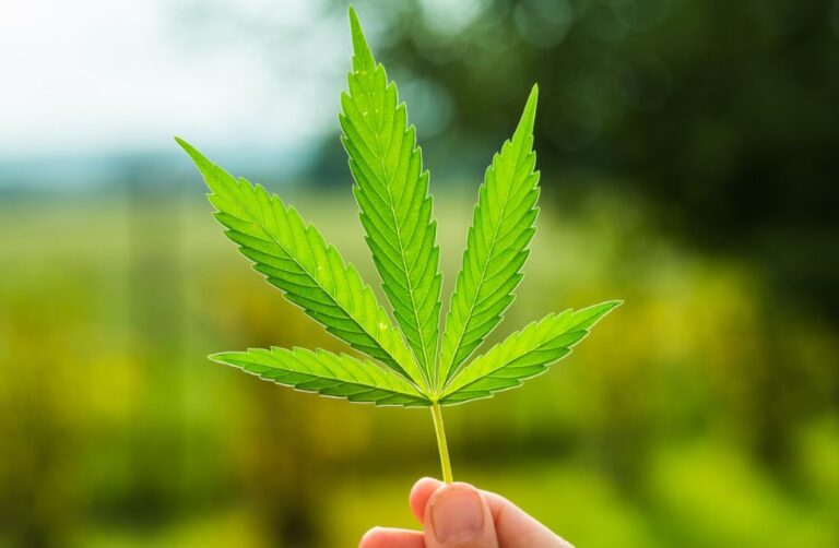 Types of Legalized Marijuana