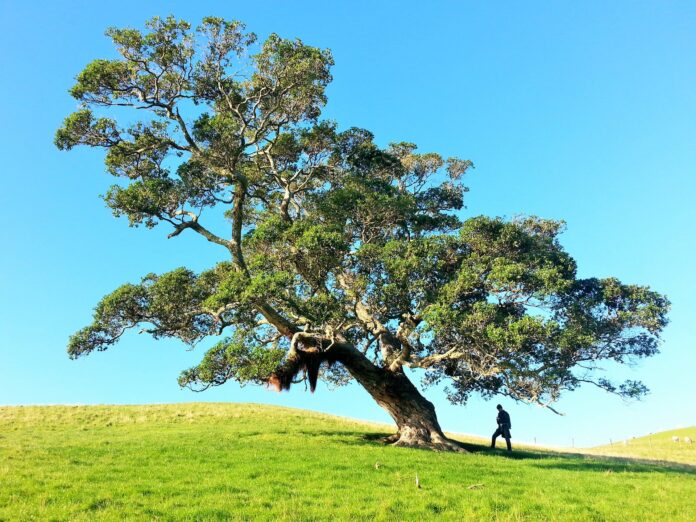 Tree Service Company