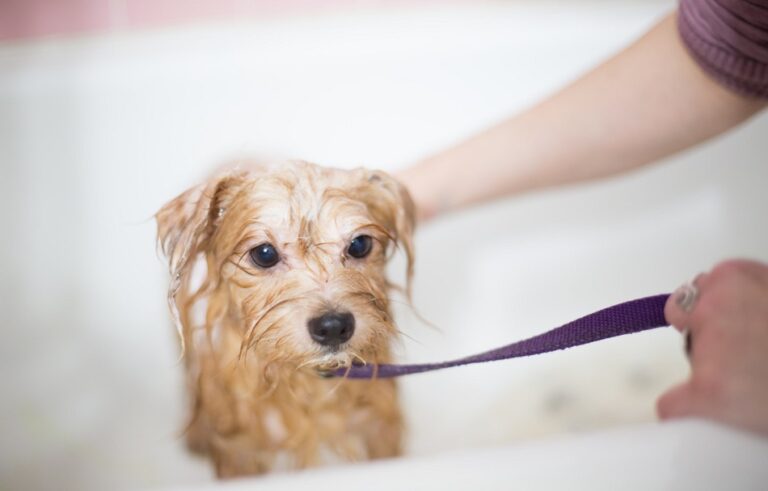 AUS Labradoodle Adoption