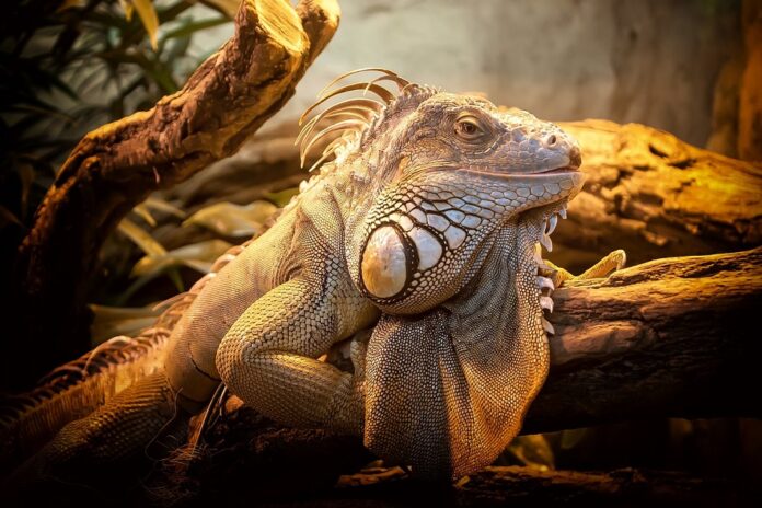 Lizard Reptile Animal