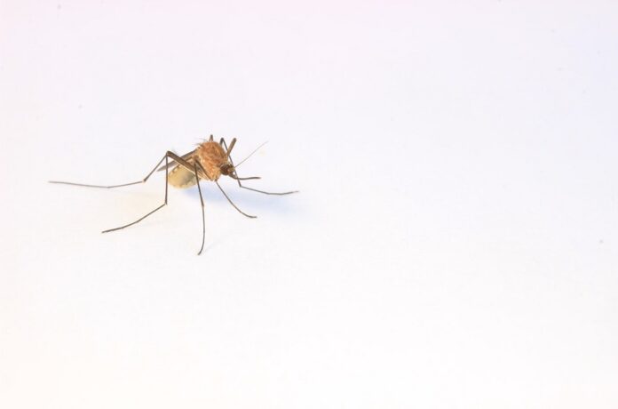 Fight Mosquitoes with Herbal Repellents