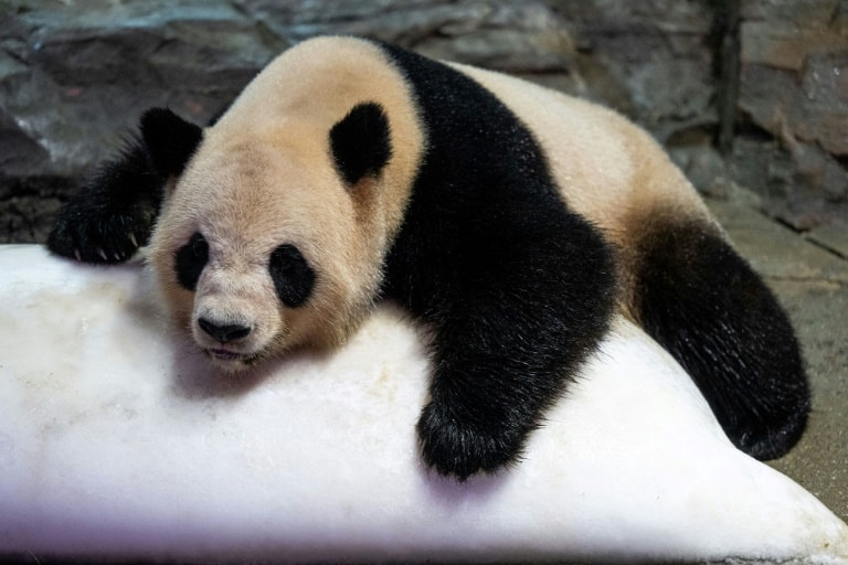 A panda cools off over a block of ice during hot weather at a zoo in Guangzhou in China