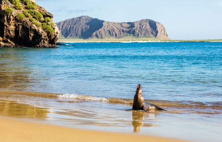 Galapagos Islands Tours