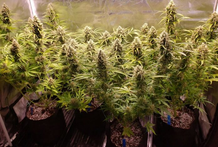 Grow Autoflower Cannabis Strains