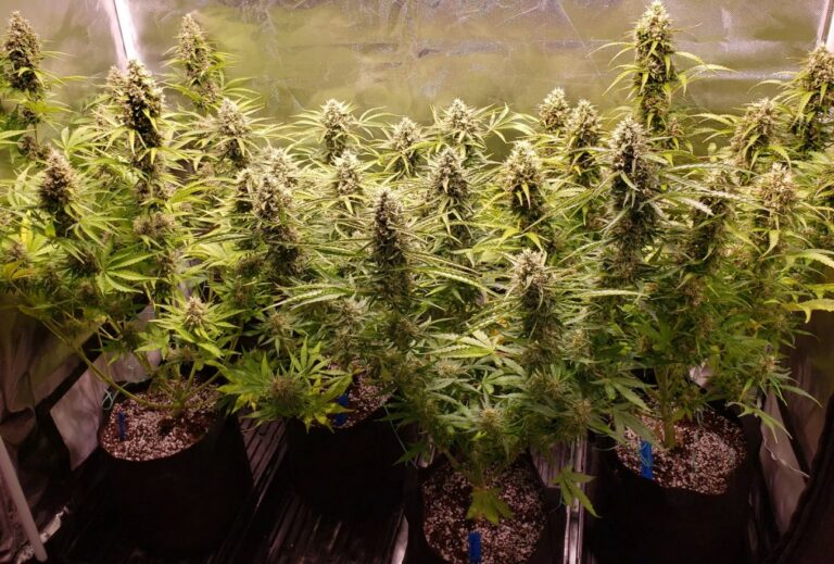 Grow Autoflower Cannabis Strains