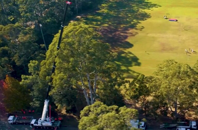 The importance of calling on leading arborists to carry out the removal of trees