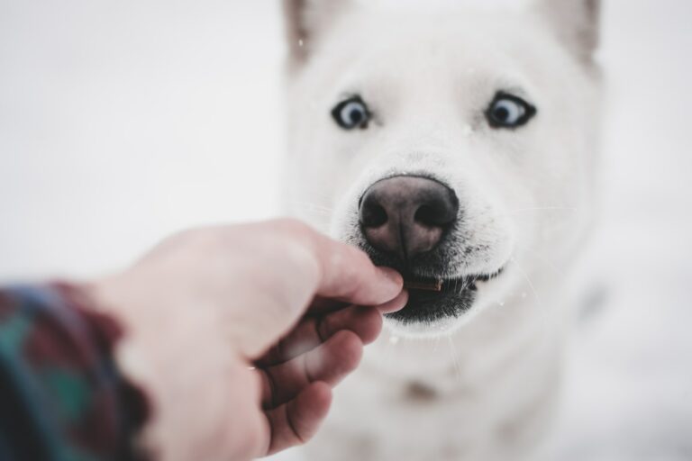 Can Dogs Eat Dried Cranberries