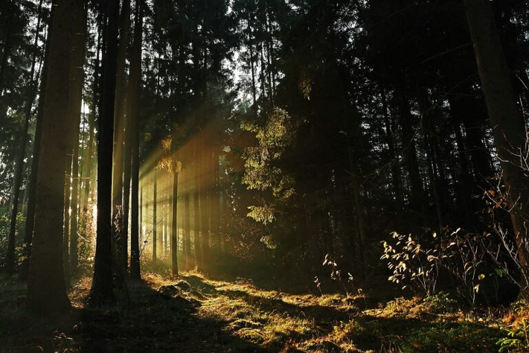 Natural Light